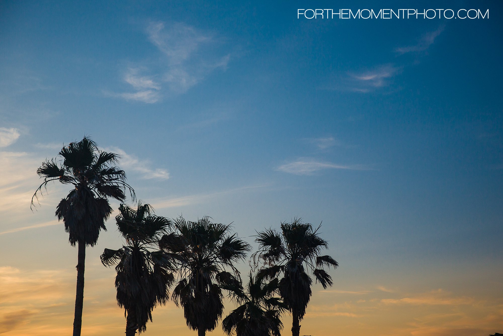 palm trees at sunset by wedding photographers in destin florida