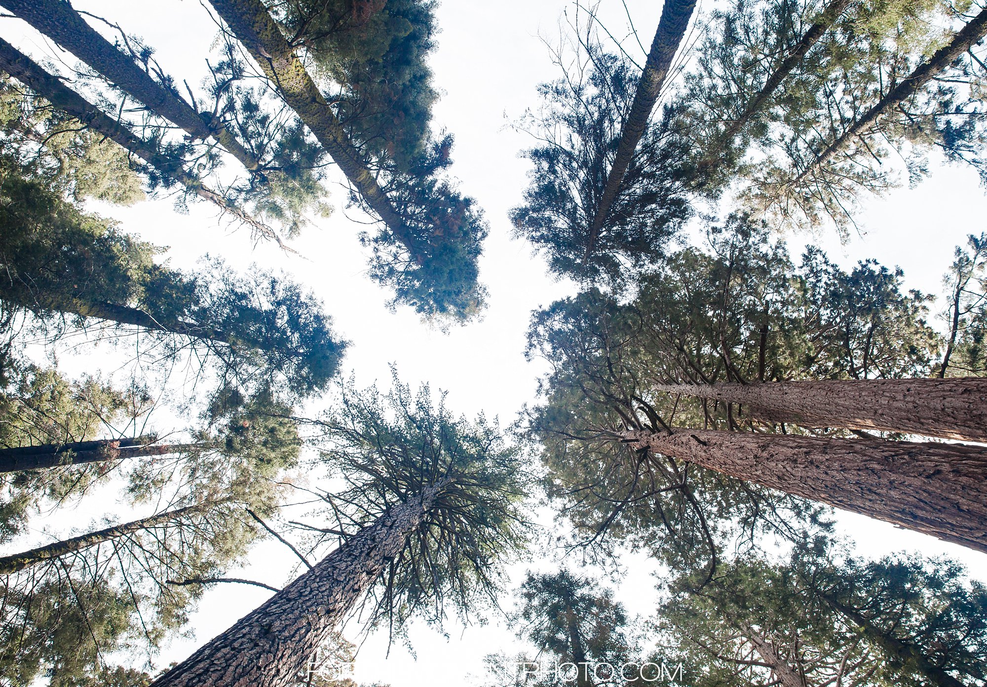 Sequoia National Park Hike California Wedding Photographer