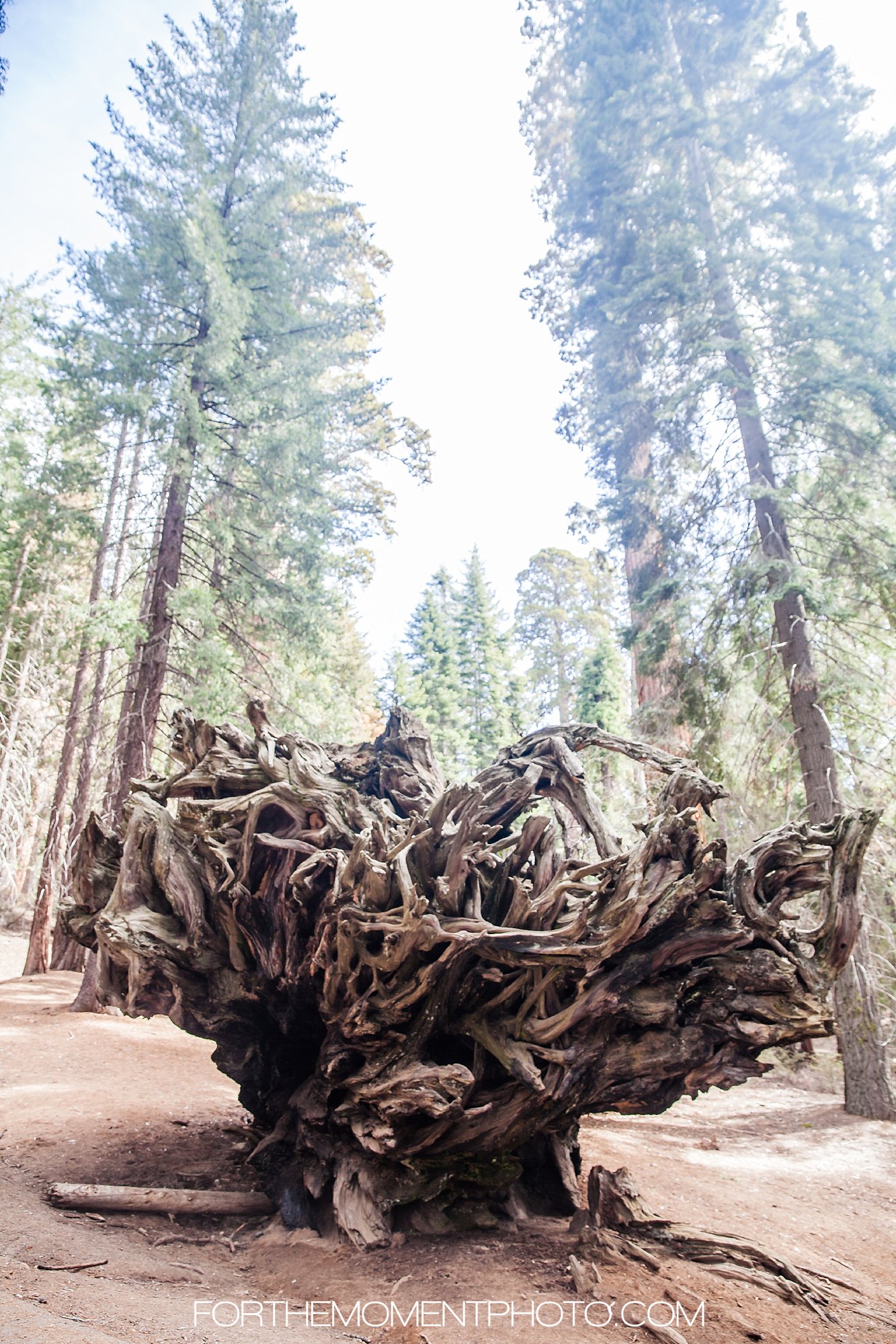 Sequoia National Park Hike California Wedding Photographer